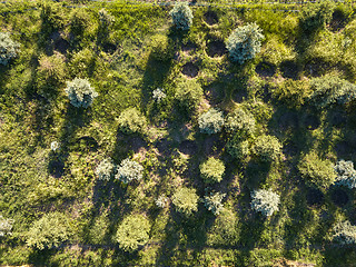 Image showing Fields for growing trees for planting in urban parks