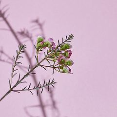 Image showing Spring composition, a branch of pink flowers on a pink background