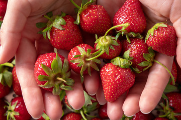 Image showing In a woman\'s hands juicy red strawberry close-up. Flat lay