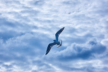 Image showing gulls flying in the sky