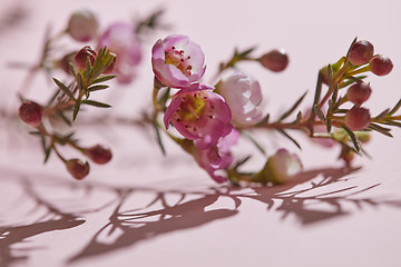 Image showing Close-up of spring small buds and pink flowers on a pink backgro