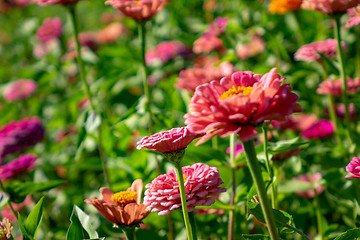 Image showing Blooming flowers zinnia in the summer garden on a sunny day. Floral layout