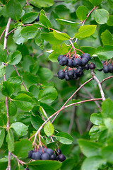 Image showing A green branch of aronia with berries in the summer garden. Organic food