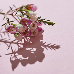 Image showing Beautiful tender twig with pink flowers and buds on a pink background