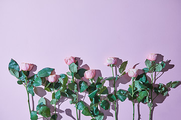 Image showing Composition of pink roses with shadows on a purple background