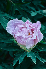 Image showing Close-up shots of beautiful purple peony in the garden