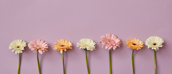 Image showing Spring composition from fresh fragrant gerberas on a pink paper background