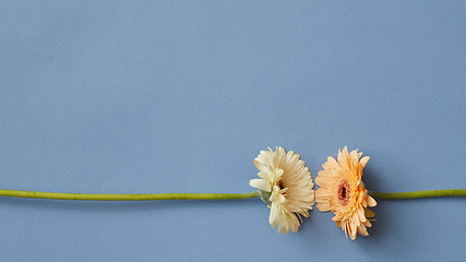 Image showing White and orange gerbera isolated on a blue paper background.