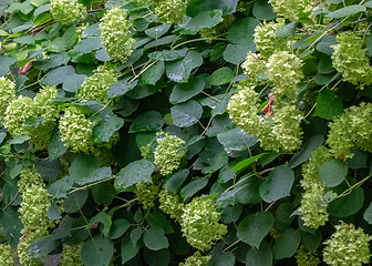Image showing A large bush of pale green hortensia flowers in the summer garden.