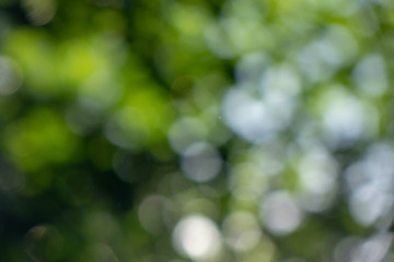 Image showing Natural outdoors bokeh background green leaves in garden. Beautiful summer layout