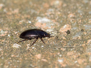 Image showing Beetle Amara Species