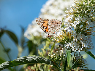 Image showing Painted Lady Butterfly with Red Mites