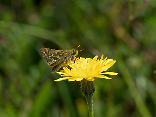 Image showing Silver-spotted Skipper Butterfly