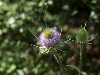 Image showing Teasel Flowers in Sunlight