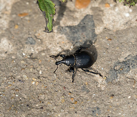 Image showing Weevil Liparus coronatus