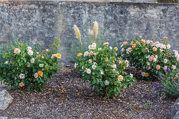 Image showing Rose bushes