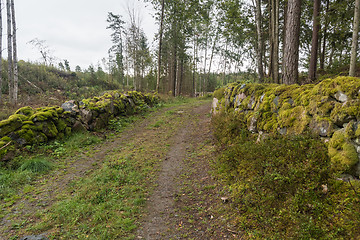 Image showing Mossy dry stone walls by a country road in the woods