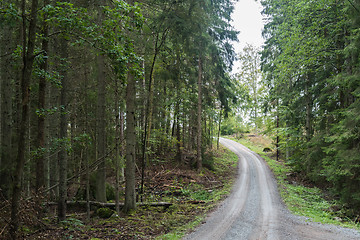 Image showing Winding gravel road in a coniferous forest