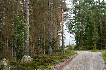 Image showing Forest damaged by insects