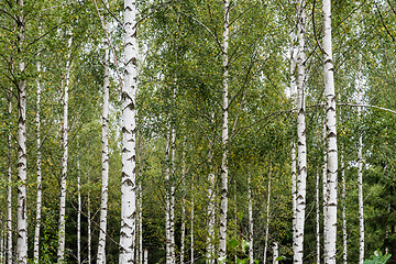 Image showing Forest with white birch tree trunks