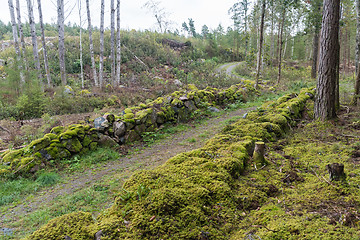 Image showing Mossy dry stone walls surrounding a country road in the woods