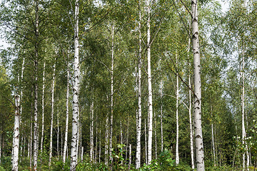 Image showing Beautiful sunlit birch tree forest