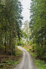 Image showing Gravel road through a coniferous forest