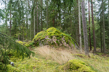 Image showing Mossgrown big rock in a coniferous forest