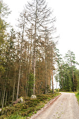 Image showing Forest damaged by insects