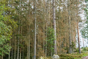 Image showing Insects damaged spruce trees in a forest