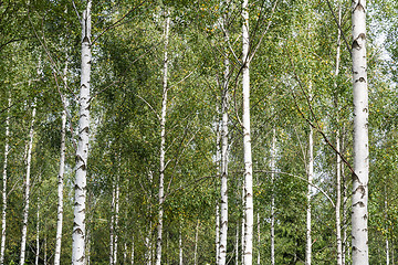 Image showing White tree stems in a birch tree grove