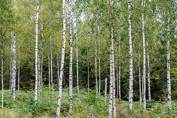 Image showing Birch tree grove with white trunks