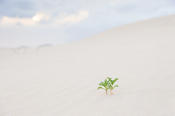 Image showing Two green plant sprouts in desert sand.