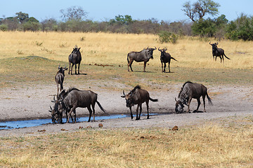 Image showing Gnu, wildebeest Africa safari wildlife and wilderness