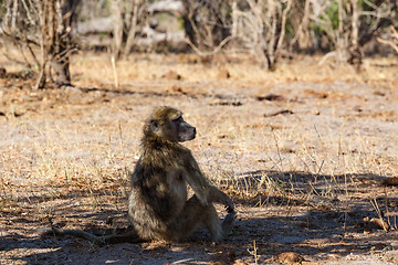 Image showing monkey Chacma Baboon family, Africa safari wildlife and wilderness