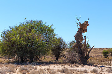 Image showing African, landscape Ka?ahari desert, safari wilderness