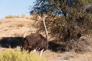 Image showing Ostrich, Kgalagadi, South Africa, safari wildlife