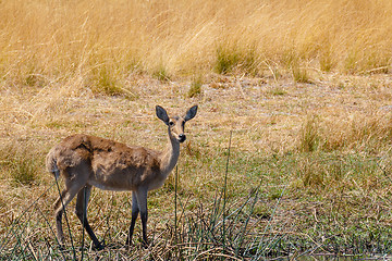 Image showing southern lechwe Africa safari wildlife and wilderness