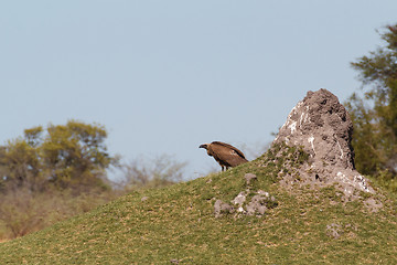 Image showing White backed vulture, Namibia Africa safari wildlife and wilderness