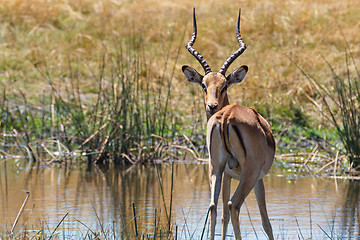 Image showing southern lechwe Africa safari wildlife and wilderness