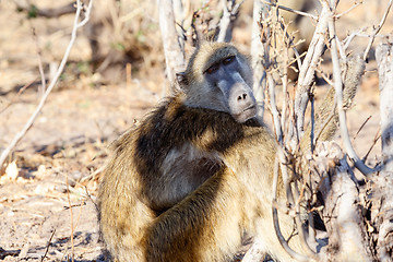 Image showing monkey Chacma Baboon family, Africa safari wildlife and wilderness