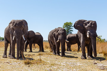 Image showing African elephant Africa safari wildlife and wilderness