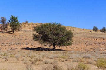 Image showing Dry kalahari desert landscape, Kgalagady, South Africa safari wilderness