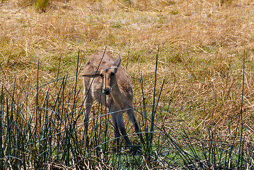 Image showing southern lechwe Africa safari wildlife and wilderness