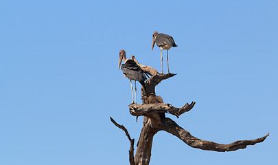 Image showing scavenger bird marabou storks Africa safari wildlife and wilderness