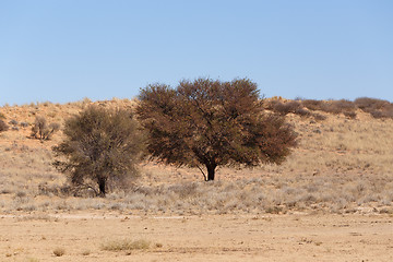 Image showing Dry kalahari desert landscape, Kgalagady, South Africa safari wilderness