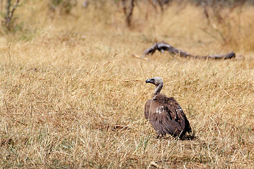 Image showing White backed vulture, Namibia Africa safari wildlife and wilderness