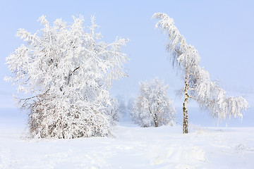 Image showing snowy trees in winter landscape and rural road