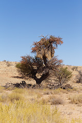 Image showing African, landscape Ka?ahari desert, safari wilderness