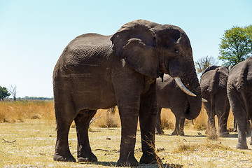 Image showing African elephant Africa safari wildlife and wilderness